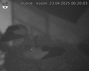 Capi_Dubne_20250423_002003.jpg (1350 x 1080)