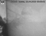 Capi_Dubne_20250423_050502.jpg