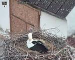Capi_Dubne_20250423_060502.jpg