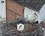 Capi_Dubne_20250423_065003.jpg