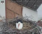 Capi_Dubne_20250423_071003.jpg