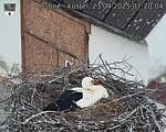 Capi_Dubne_20250423_072004.jpg