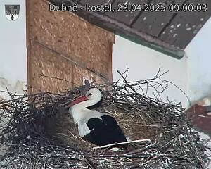 Capi_Dubne_20250423_090003.jpg (1350 x 1080)