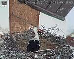 Capi_Dubne_20250423_091003.jpg