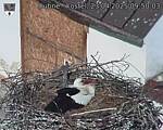 Capi_Dubne_20250423_095003.jpg