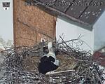 Capi_Dubne_20250423_101503.jpg