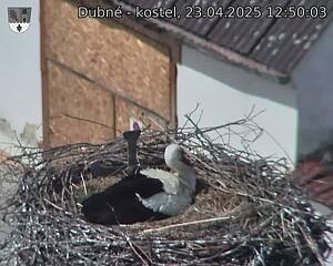Capi_Dubne_20250423_125003.jpg (1350 x 1080)