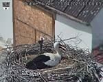Capi_Dubne_20250423_130003.jpg