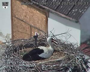 Capi_Dubne_20250423_130003.jpg (1350 x 1080)