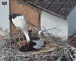 Capi_Dubne_20250423_130503.jpg
