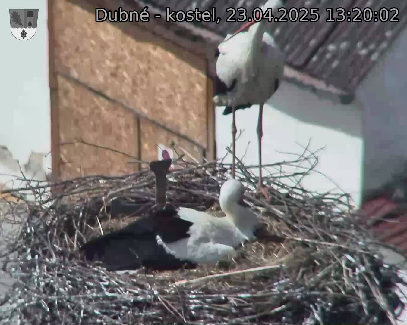 Capi_Dubne_20250423_132003.jpg (1350 x 1080)