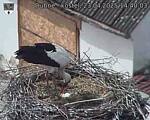 Capi_Dubne_20250423_144003.jpg