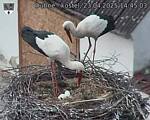 Capi_Dubne_20250423_144503.jpg