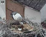 Capi_Dubne_20250423_160503.jpg