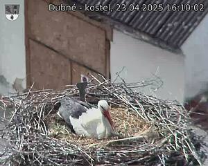 Capi_Dubne_20250423_161002.jpg (1350 x 1080)