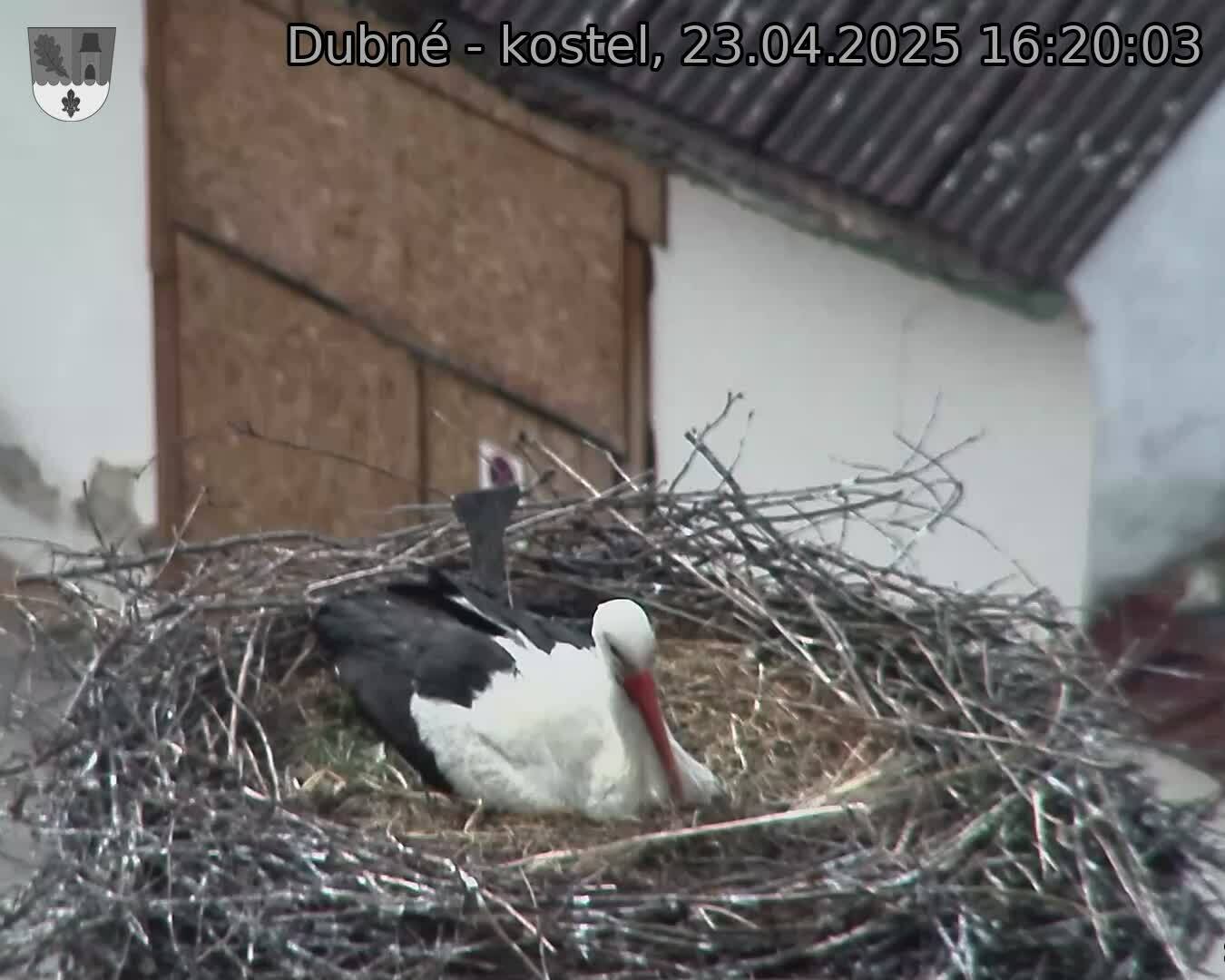 Capi_Dubne_20250423_162003.jpg (1350 x 1080)