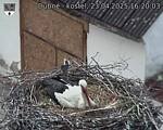 Capi_Dubne_20250423_162003.jpg