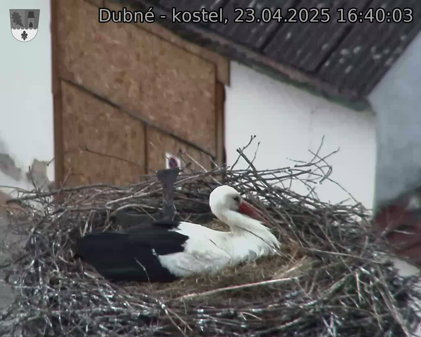 Capi_Dubne_20250423_164003.jpg (1350 x 1080)