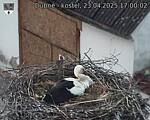 Capi_Dubne_20250423_170002.jpg