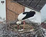 Capi_Dubne_20250423_174503.jpg