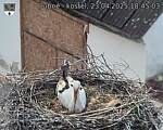 Capi_Dubne_20250423_184503.jpg