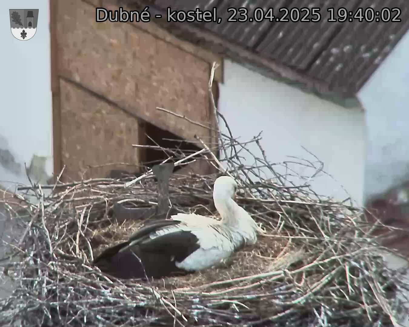 Capi_Dubne_20250423_194002.jpg (1350 x 1080)