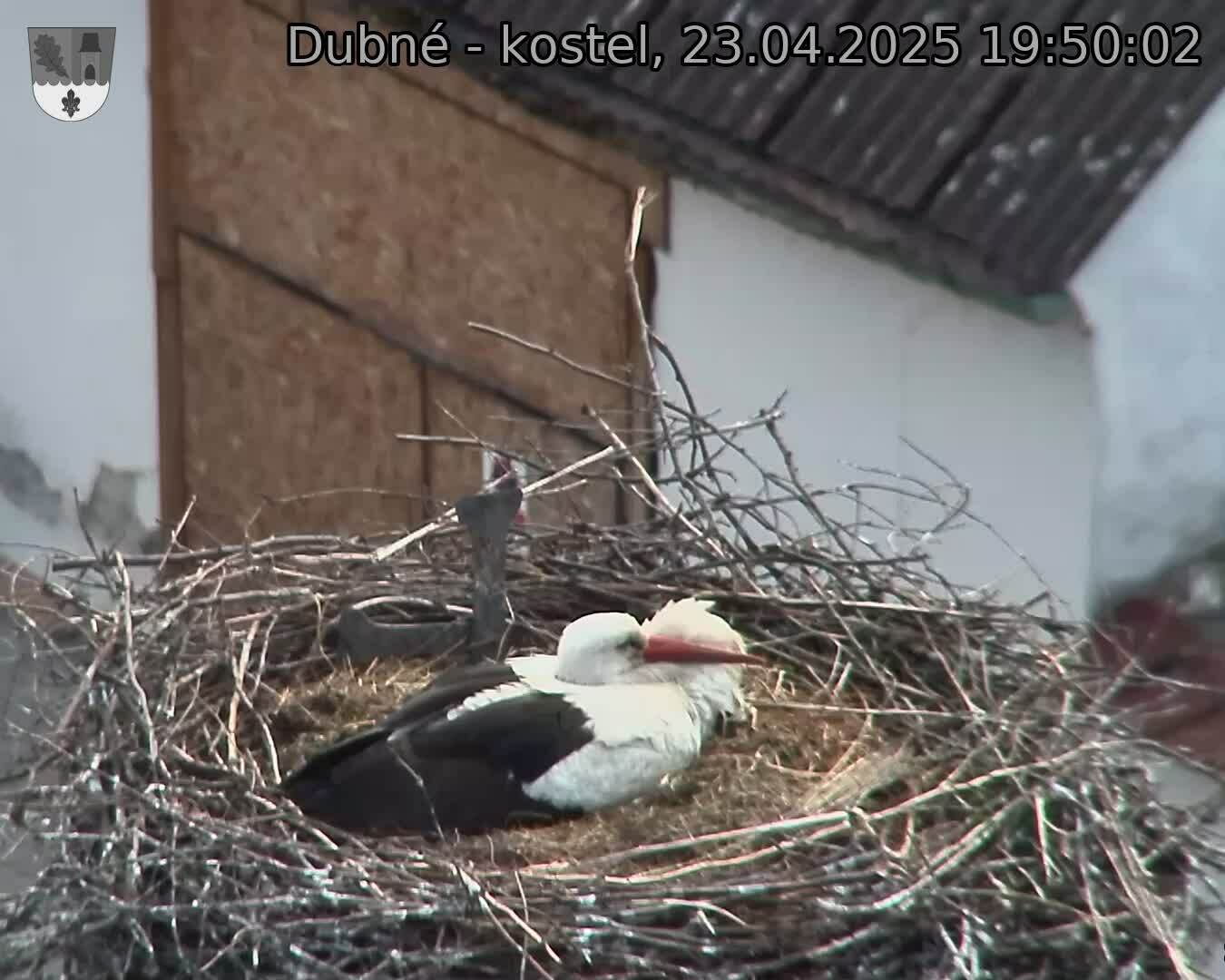 Capi_Dubne_20250423_195002.jpg (1350 x 1080)