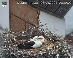 Capi_Dubne_20250423_195002.jpg (1350 x 1080)