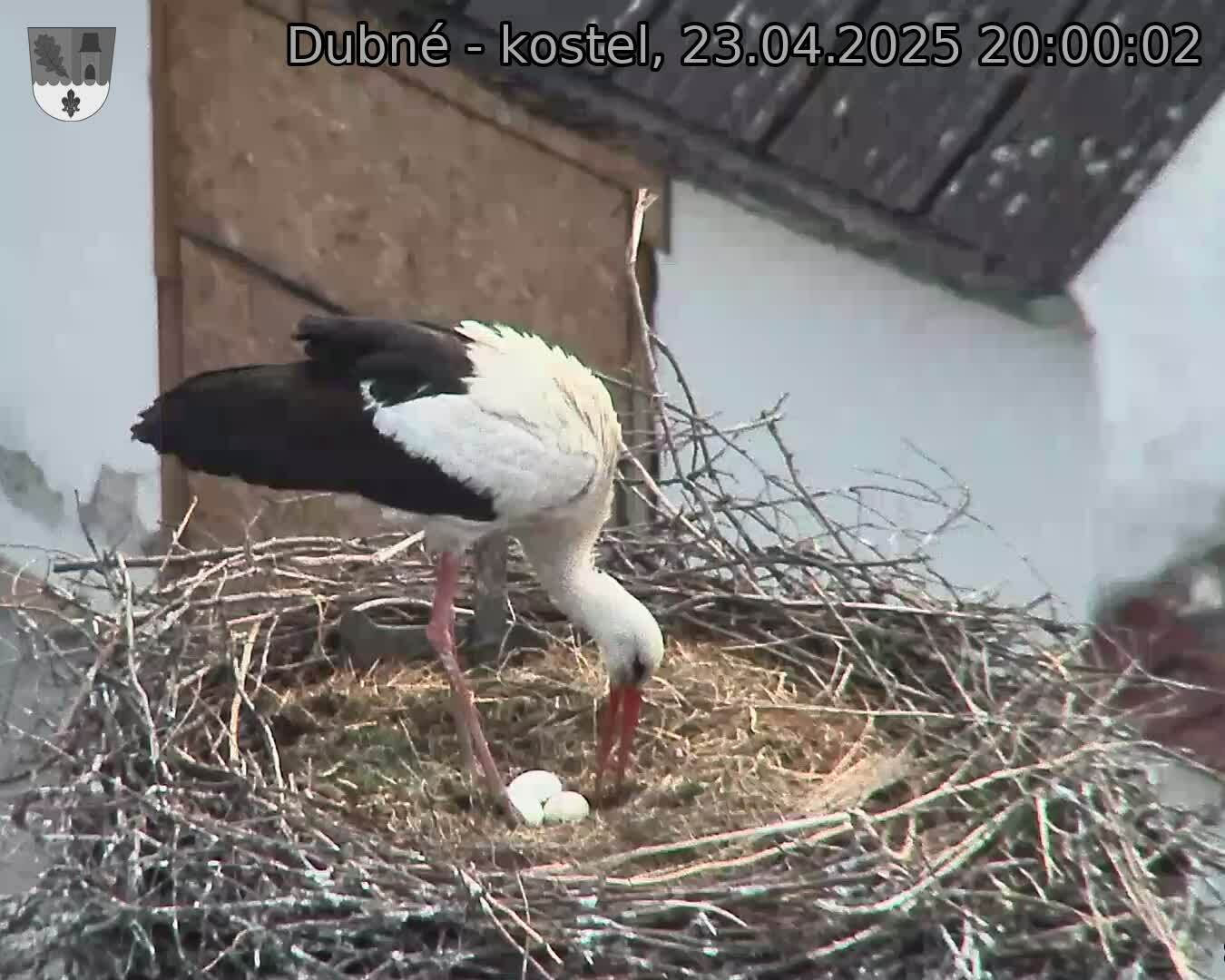 Capi_Dubne_20250423_200002.jpg (1350 x 1080)