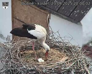 Capi_Dubne_20250423_200002.jpg (1350 x 1080)