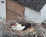 Capi_Dubne_20250423_200502.jpg
