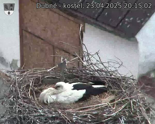 Capi_Dubne_20250423_201502.jpg (1350 x 1080)