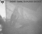 Capi_Dubne_20250423_231503.jpg