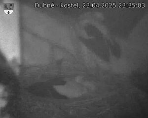 Capi_Dubne_20250423_233503.jpg (1350 x 1080)