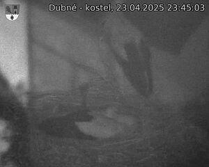 Capi_Dubne_20250423_234503.jpg (1350 x 1080)