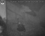Capi_Dubne_20250424_002503.jpg