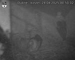 Capi_Dubne_20250424_005002.jpg