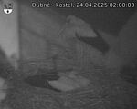 Capi_Dubne_20250424_020003.jpg