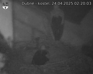 Capi_Dubne_20250424_022003.jpg (1350 x 1080)