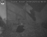 Capi_Dubne_20250424_024003.jpg