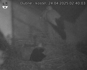 Capi_Dubne_20250424_024003.jpg (1350 x 1080)
