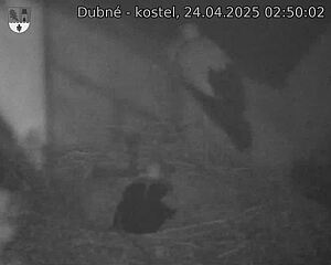 Capi_Dubne_20250424_025002.jpg (1350 x 1080)