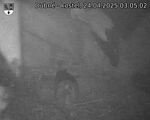 Capi_Dubne_20250424_030502.jpg
