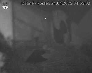 Capi_Dubne_20250424_045502.jpg (1350 x 1080)