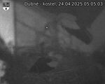 Capi_Dubne_20250424_050503.jpg