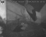 Capi_Dubne_20250424_051002.jpg