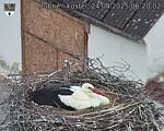 Capi_Dubne_20250424_062002.jpg