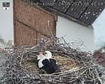 Capi_Dubne_20250424_064004.jpg