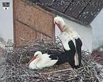 Capi_Dubne_20250424_075002.jpg