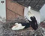Capi_Dubne_20250424_075504.jpg